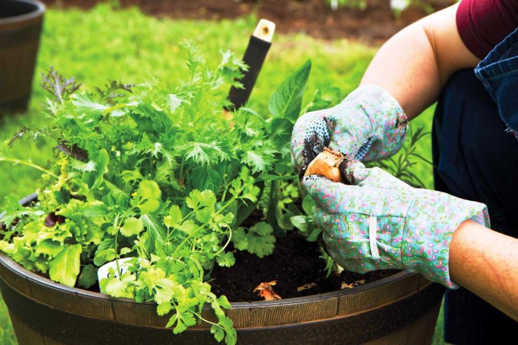 container-gardening-for-beginners